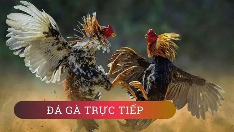 Làm thế nào để tham gia theo dõi và đặt cược đá gà K8BET?