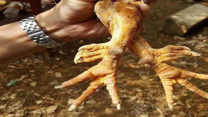 Giới thiệu về gà nhiều cựa