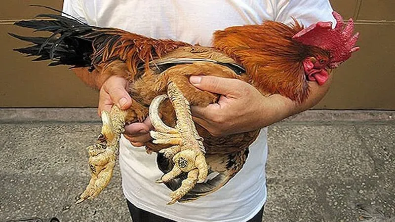 Đặc điểm sinh học và di truyền của gà nhiều cựa
